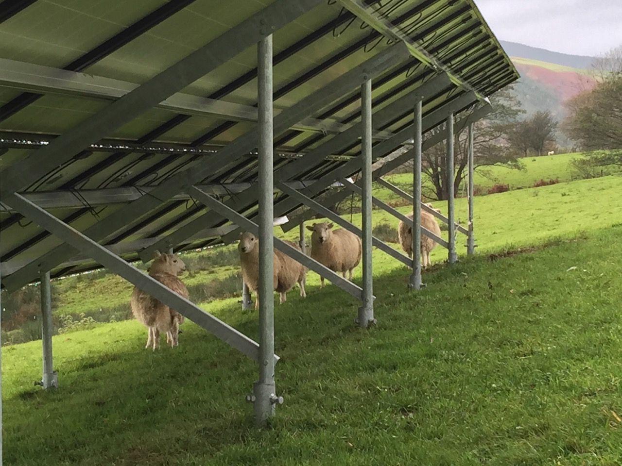Ground-mounted solar array seen from underneath, with sheep grazing beneath it